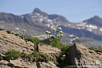 033 Sentiero dei fiori